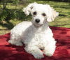 Mercedes-- Little sweet poodle girl--N