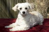 Mercedes-- Little sweet poodle girl--N