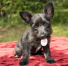Bob--Cute little Schnauzer boy-N-Video