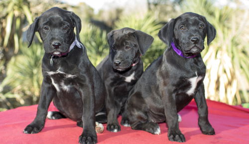 Star War Puppy Girls---Video