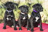 Star War Puppy Girls---Video