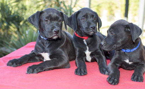 Star War Puppy Boys--Video