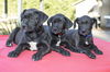 Star War Puppy Boys--Video