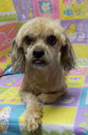 Loodle-- cute little lhasa poodle boy