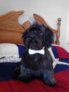 Buddy-sweet schnauzer boy-S