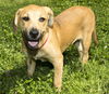 Holly-darling beagle mix girl-S