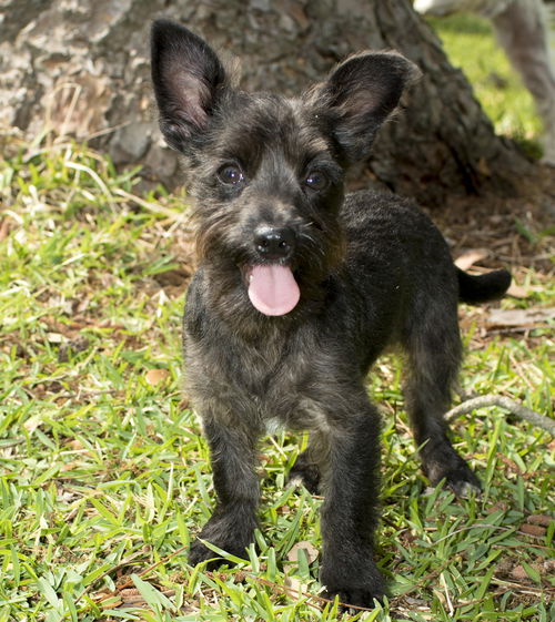 Bob- cute little schnazuer boy--S