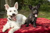 Bob- cute little schnazuer boy--S
