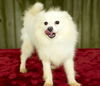 Mochi--Little Puff of Fun !!--N with Video