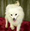 Mochi--Little Puff of Fun !!--N with Video