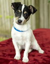 Sean Nanette pup w/video-N