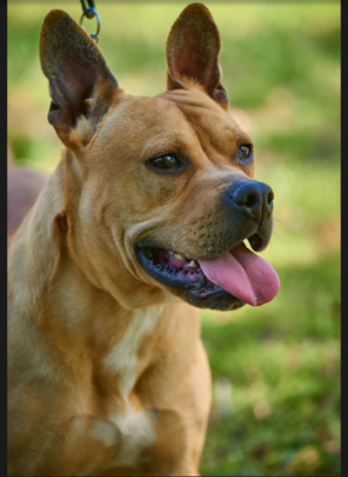 adoptable Dog in Mount Laurel, NJ named Sir Hawkie