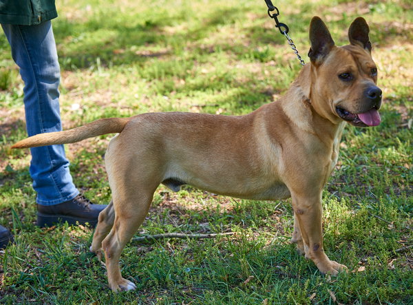 Dogue de Bordeaux/ English Bull Dog