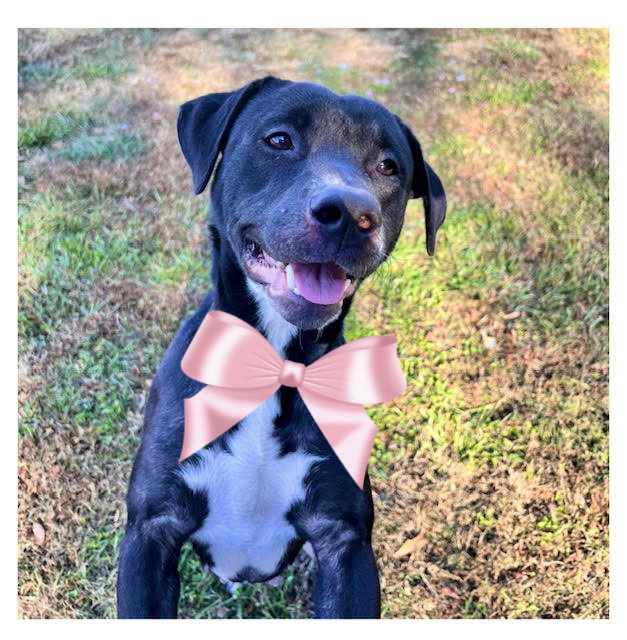 dog-for-adoption-julia-and-fat-boy-a-labrador-retriever-in-bridgeton