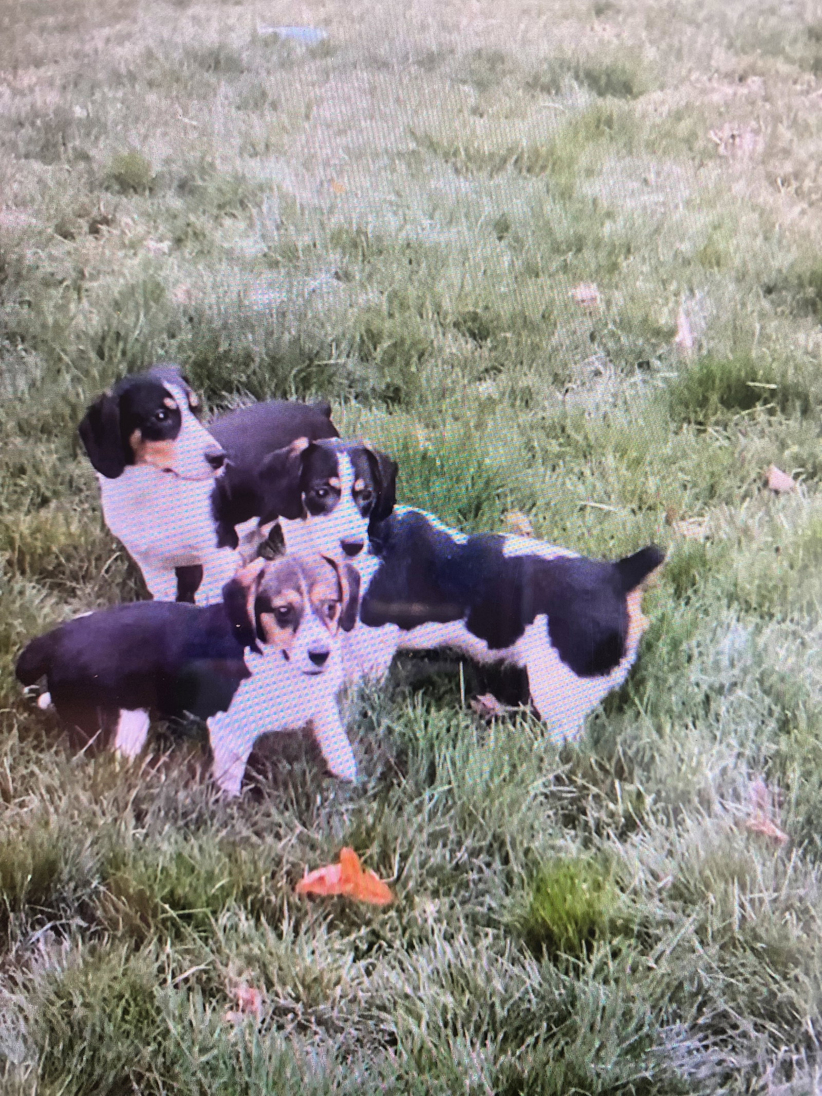 Dog for Adoption MINI AUSSI, BEAGLE PUPS, a Australian Shepherd in