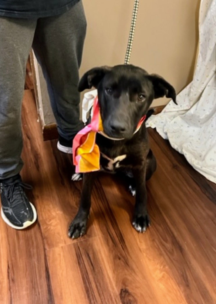 Dog for Adoption Black Lab mix puppies, a Black Labrador Retriever in