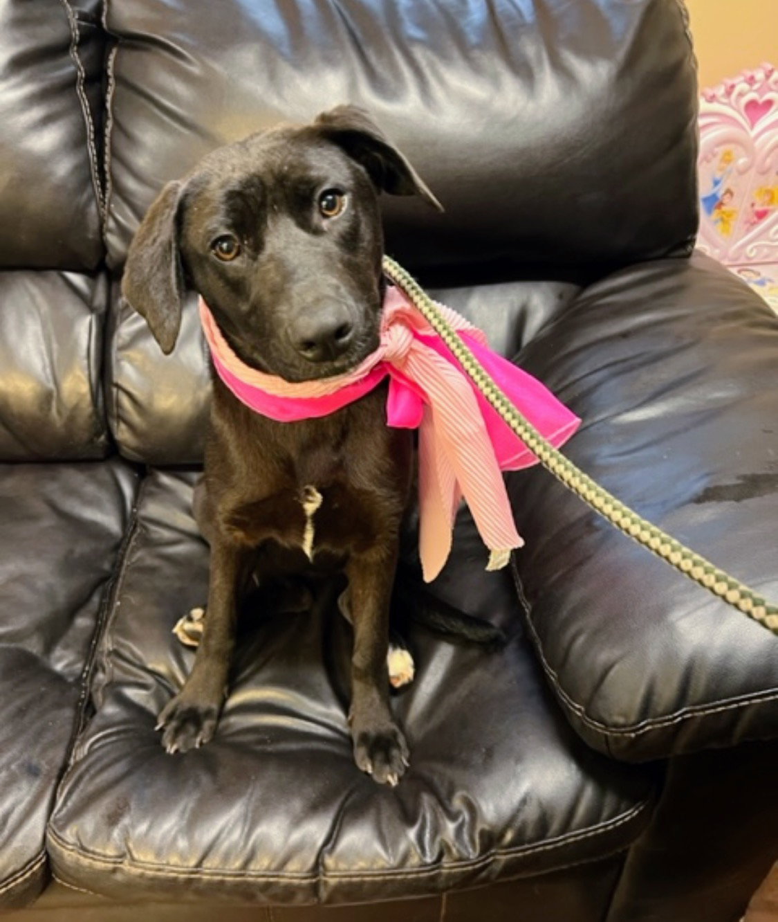 Dog for Adoption Black Lab mix puppies, a Black Labrador Retriever in