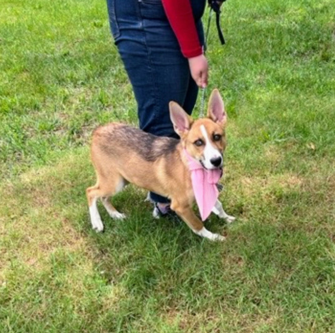 Dog for Adoption - SHELTIE , SHELTIE MIX, a Shetland Sheepdog Sheltie ...