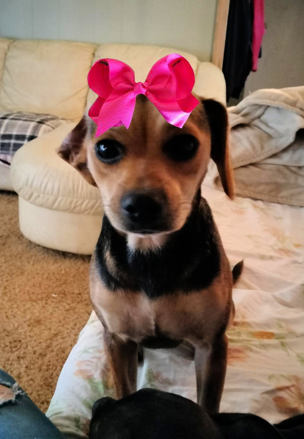 Dog adoption in Mount Laurel, NJ 08054 Chihuahua / Dachshund / Mixed