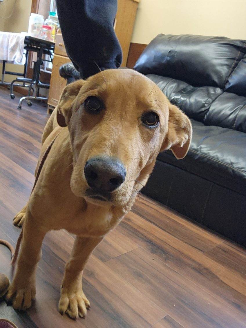 adoptable Dog in Mount Laurel, NJ named Dawson