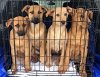 adoptable Dog in  named Golden lab mix puppies
