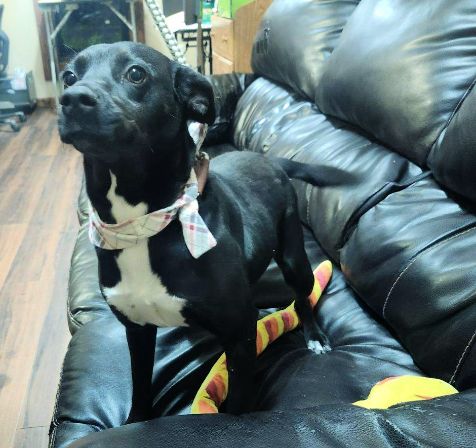 Dog for Adoption Pocket size lab, a Black Labrador Retriever in Mount
