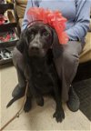adoptable Dog in mount laurel, NJ named Black lab pup  mix females