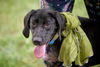 adoptable Dog in  named Female black lab mixes