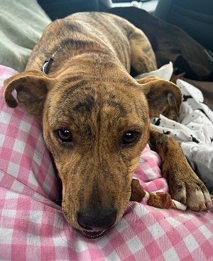 adoptable Dog in Mount Laurel, NJ named Catahoula Heeler