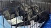 adoptable Dog in mount laurel, NJ named Beautiful stunning black lab pups