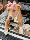 adoptable Dog in mount laurel, NJ named ALANA