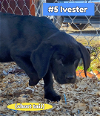 adoptable Dog in , NJ named Ivester