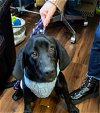 adoptable Dog in , NJ named Izza