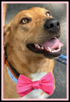 adoptable Dog in mount laurel, NJ named AUBREY (whoever adopts her will be very lucky)