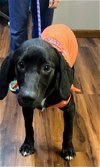 adoptable Dog in , NJ named Izzy