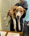 adoptable Dog in mount laurel, NJ named Asher