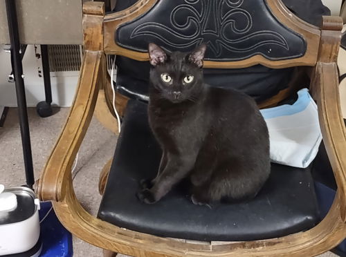 picture of the cat needing adoption