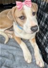 adoptable Dog in mount laurel, NJ named Alea