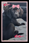 adoptable Dog in mount laurel, NJ named Adorable black lab pups