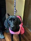 adoptable Dog in mount laurel, NJ named Adorable black lab young females.