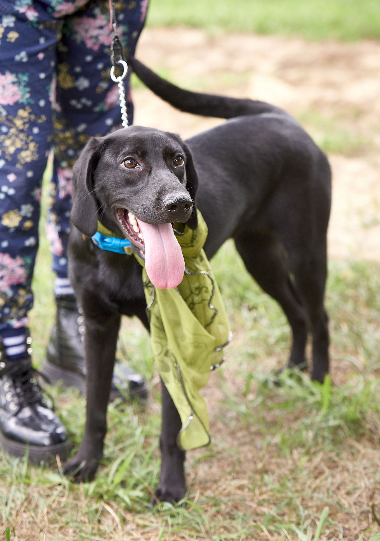 adoptable Dog in Mount Laurel, NJ named Female young black labs