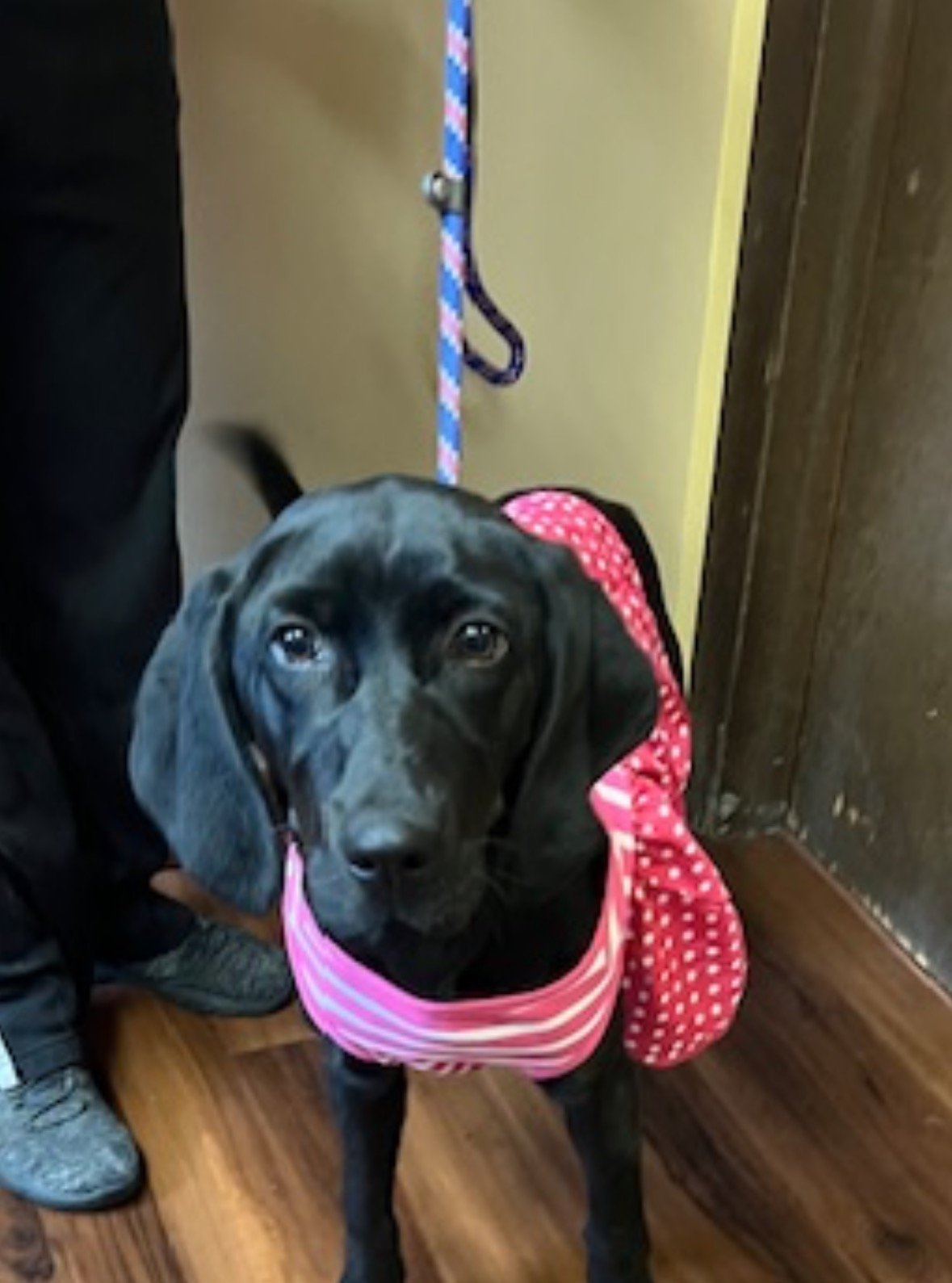 adoptable Dog in Mount Laurel, NJ named Lovable lab pups
