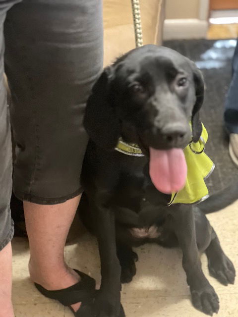 adoptable Dog in Mount Laurel, NJ named Black Lab mixes