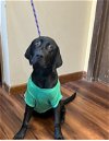 adoptable Dog in mount laurel, NJ named Adorable lab mix  pups male  male
