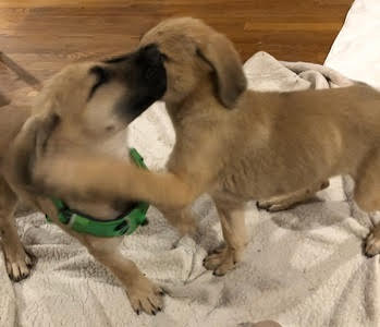 adoptable Dog in Mount Laurel, NJ named Beautiful golden lab  female