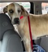 adoptable Dog in , NJ named Great Dane, Great Dane