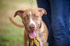 adoptable Dog in Mount Laurel, NJ named Graham