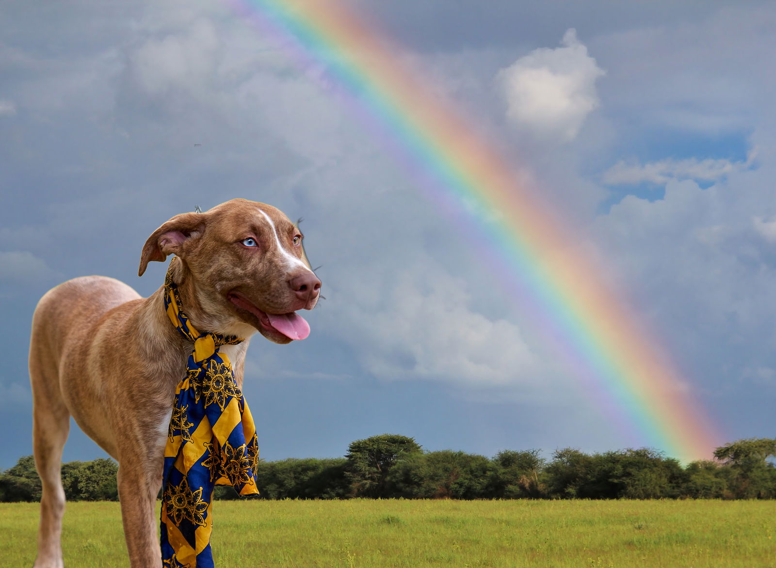 adoptable Dog in Mount Laurel, NJ named greyhound whippet