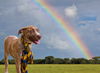 adoptable Dog in  named greyhound whippet