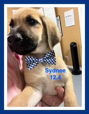 adoptable Dog in Mount Laurel, NJ named Sydnee